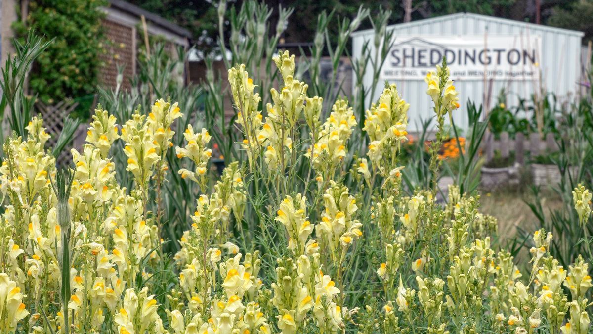 Community Garden